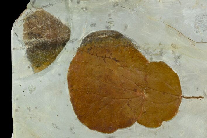 Three Fossil Leaves (Zizyphoides And Vibernum) - Montana #120803